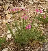 Epilobium dodonaei.