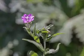 Epilobium parviflorum (Épilobe à petites fleurs).