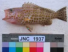 Epinephelus areolatus.