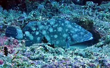 Un mérou à points blancs (en) (Epinephelus coeruleopunctatus).