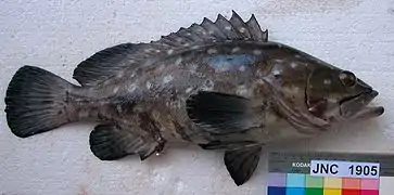 Epinephelus coeruleopunctatus.