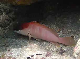 Un mérou oriflamme (Epinephelus fasciatus) juvénile