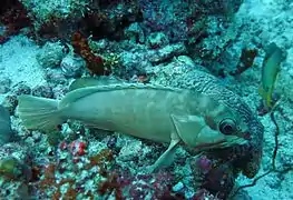 Un mérou oriflamme (Epinephelus fasciatus)