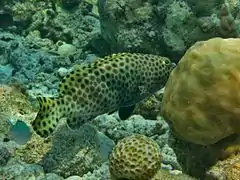 Un mérou Risdael (Epinephelus macrospilos)