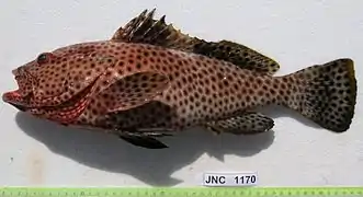 Epinephelus maculatus.