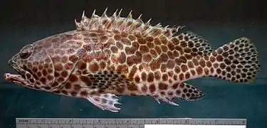 Epinephelus merra de Nouvelle-Calédonie