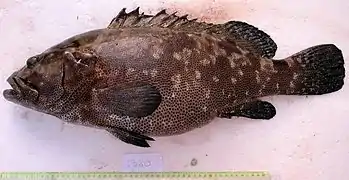 Epinephelus polyphekadion.