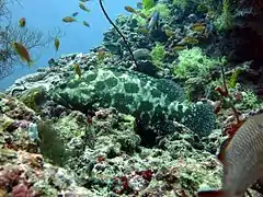 Un mérou camouflage (Epinephelus polyphekadion)