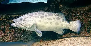 Epinephelus tukula