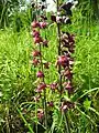 Song of the Dark Red Helleborine (no 17, 1990)