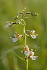 Photographie en couleurs d'une plante herbacée à la tige verte teintée de pourpre et aux fleurs blanches et mauves.