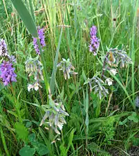 Epipactis mêlé à des orchis.