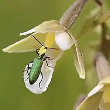 Pollinisation par Chrysanthia viridissima.