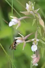 Visitée par Polistes dominula.