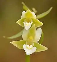 Autres fleurs d'Epipactis palustris var. ochroleuca en Estonie.