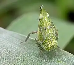 Epiptera europea (Fulgoromorpha)