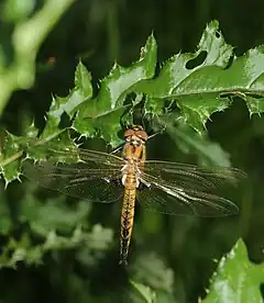 Epitheca bimaculata