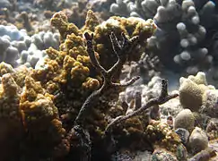 Une éponge arborescente non identifiée