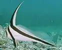 Jack-knifefish