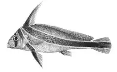 Chevalier lancier (Equetus lanceolatus)