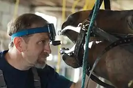 Examen dentaire d'un cheval
