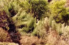 Description de l'image Equisetum giganteum (Hacienda Les Vaux de Pitunilla, Ayacucho-Pérou, 2005).JPG.