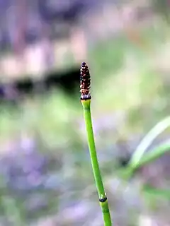 Description de l'image Equisetum laevigatum NPS-1.jpg.