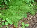 Equisetum sylvaticum (Equisetaceae)