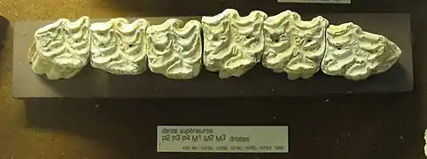 Dentition supérieure. Caune de l'Arago