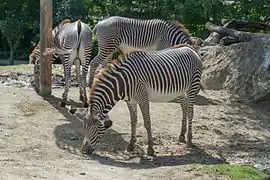 Equus grevyi (Zèbre de Grévy) au ZooParc de Beauval à Saint-Aignan-sur-Cher (France)