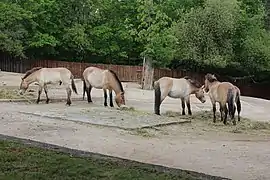 Cheval de Przewalski