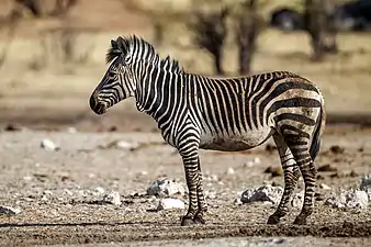 Equus zebra (Perissodactyla).