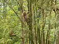 Niveau 3 : singe dans les bambous