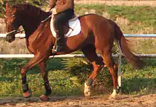 Photo en couleur montrant un cheval mené au pas par son cavalier