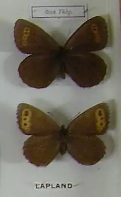 Erebia disa