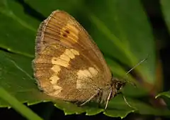 Erebia manto  face inférieure ♀