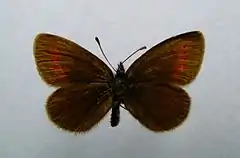 Erebia melampus