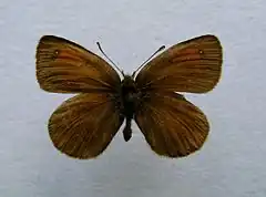 Erebia nivalis