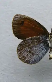 Erebia nivalis  face inférieure