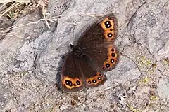 Description de l'image Erebia palarica Spain - Lugo.jpg.