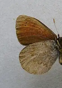 Erebia pandrose  face inférieure