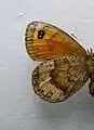 Erebia pronoe  face inférieure ♀