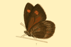 Description de l'image Erebia rossii.gif.