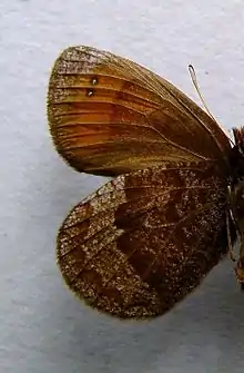 Erebia stirius  face inférieure