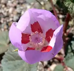 Description de l'image Eremalche rotundifolia 1.jpg.