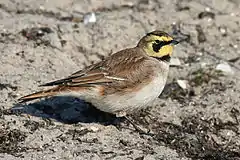 petite oiseau à la tête jaune et noire, au dos marron et au ventre beige.