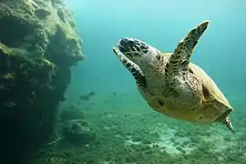 Une tortue imbriquée (Eretmochelys imbricata)