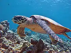 Une tortue imbriquée (Eretmochelys imbricata)