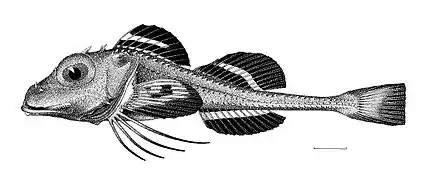 Ereunias grallator, un Ereuniidae.