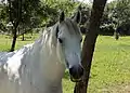 Lipizzan au paddock